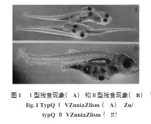 鱼类养殖中的残食行为