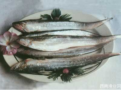 黄河刀鱼